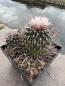 Preview: Stenocactus phyllacanthus
